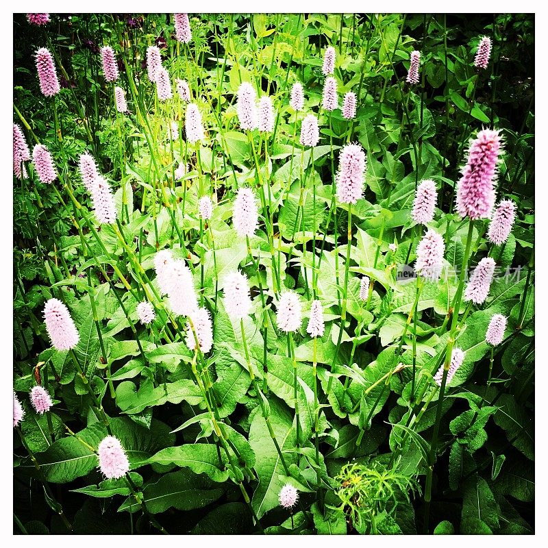 officinalis(同义Persicaria Bistorta)，又称木犀草、普通木犀草、欧洲木犀草或草甸木犀草，是木犀草科的一种开花植物，原产于欧洲和西亚北部。